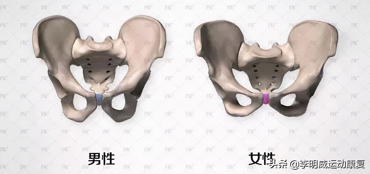 骨盆前倾骨盆不正怎么恢复,骨盆不正会造成什么后果