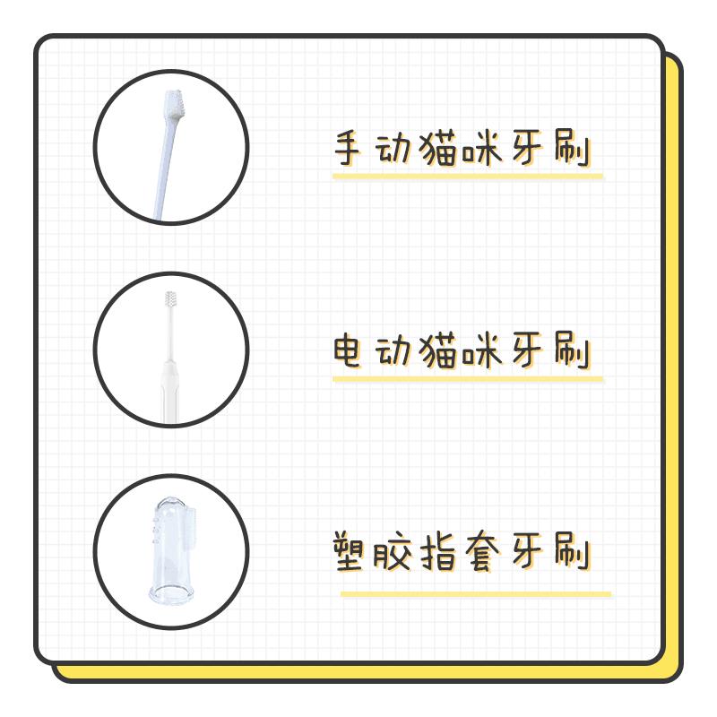 在办公室养猫是什么体验,不用牙膏只用牙刷给猫咪刷牙