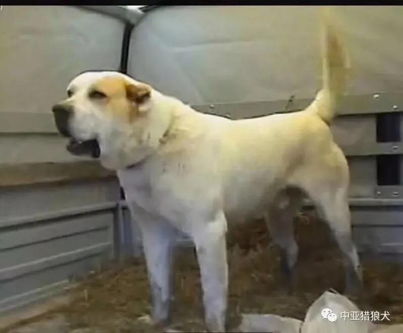 高加索猎狼犬图,高加索犬猎狼犬图片