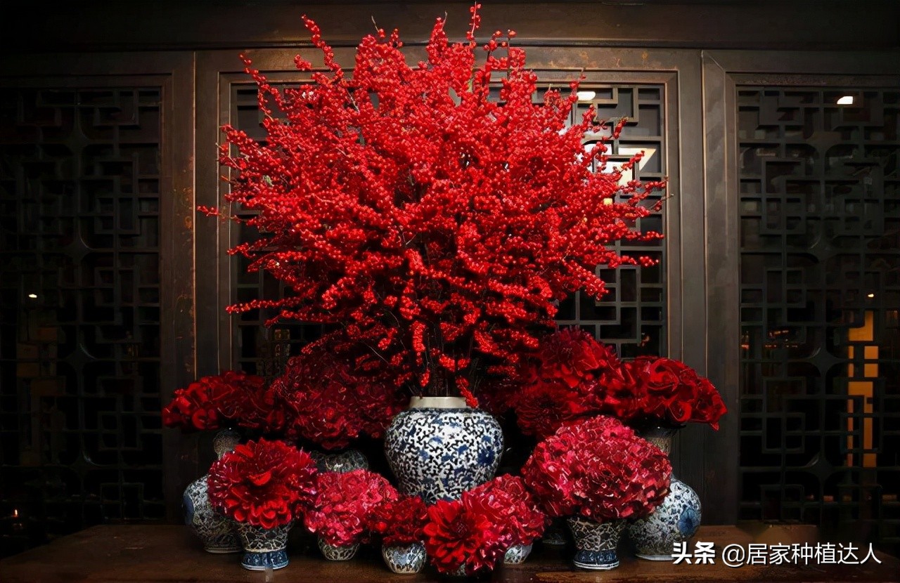 北美冬青开花图片,北美冬青的叶子