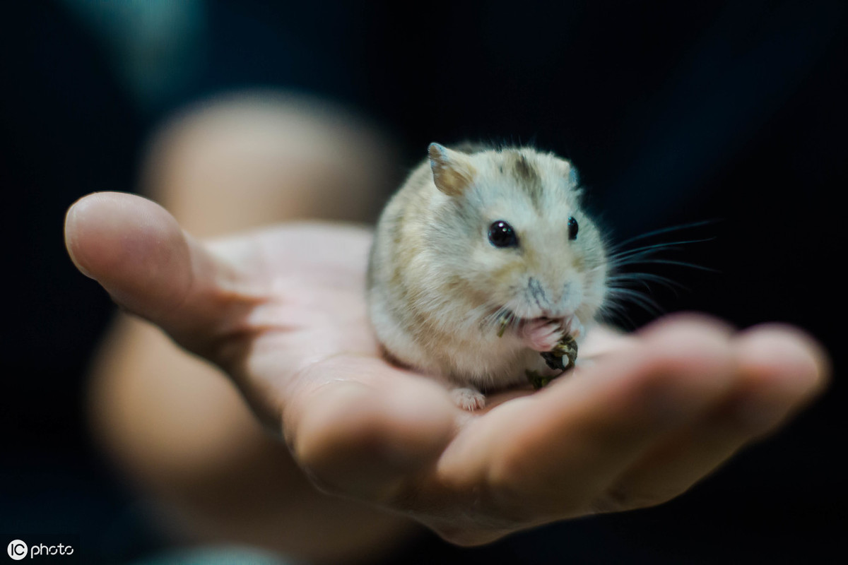 口袋宠物仓鼠的图片,仓鼠放口袋里上飞机