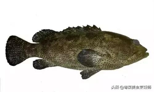 名贵海鲜干货有哪些品种,名贵海鲜水产品种类