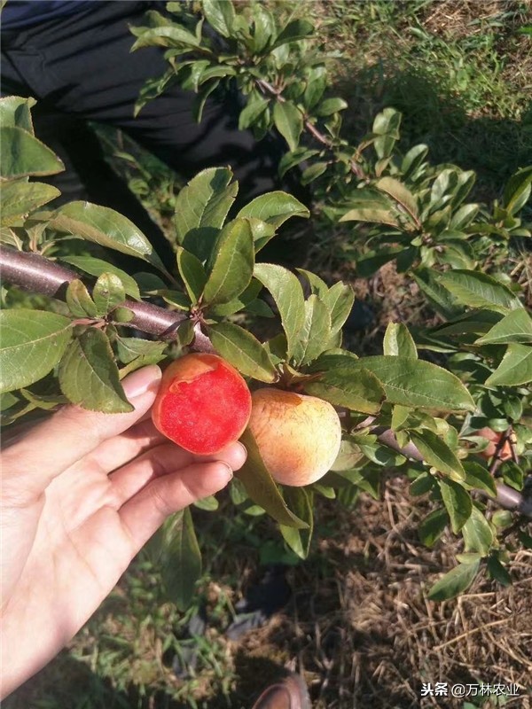 恐龙蛋李子适合哪些地方种植,美国恐龙蛋李子适合什么地方种植