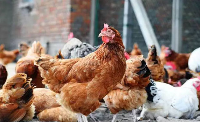 鸡肿头肿脸防治方案,鸡肿脸病的治疗方法