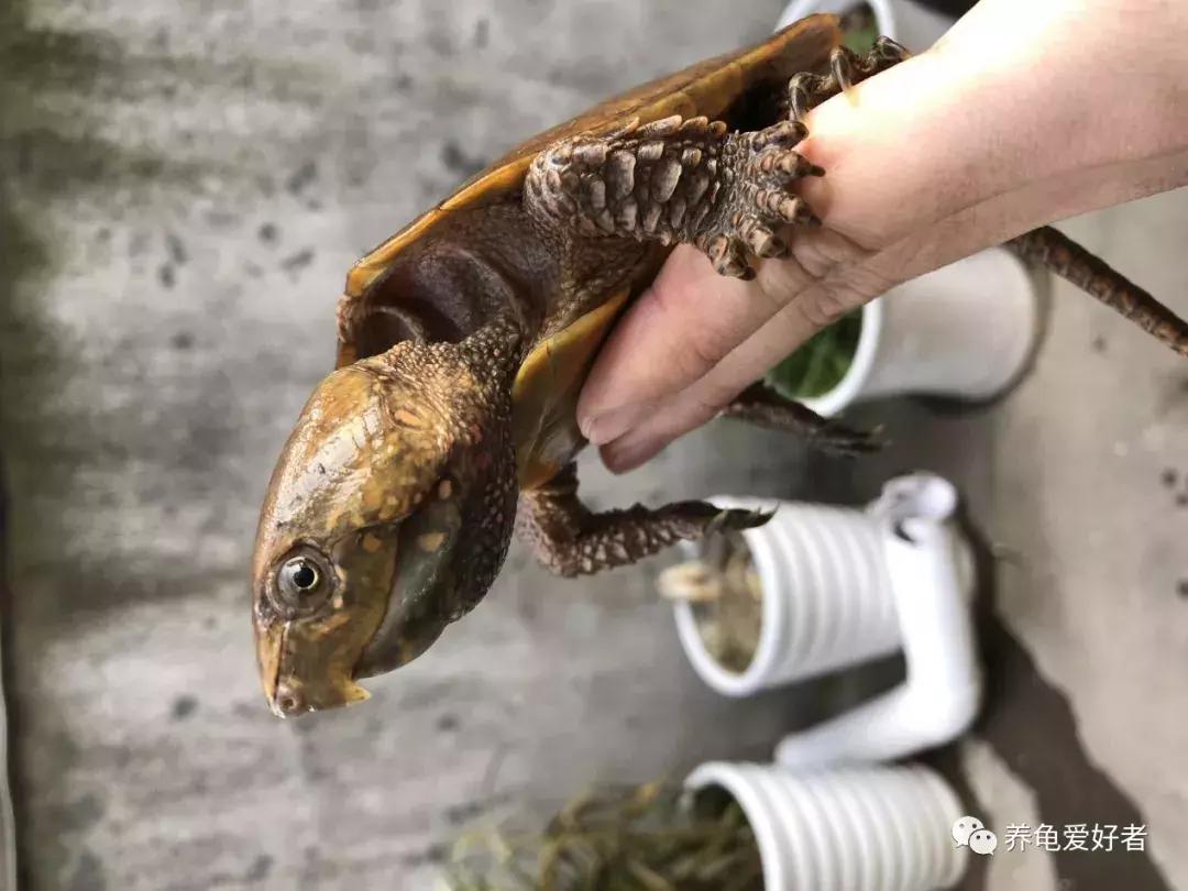 如果你不懂龟，看完之后会想要一只吗？