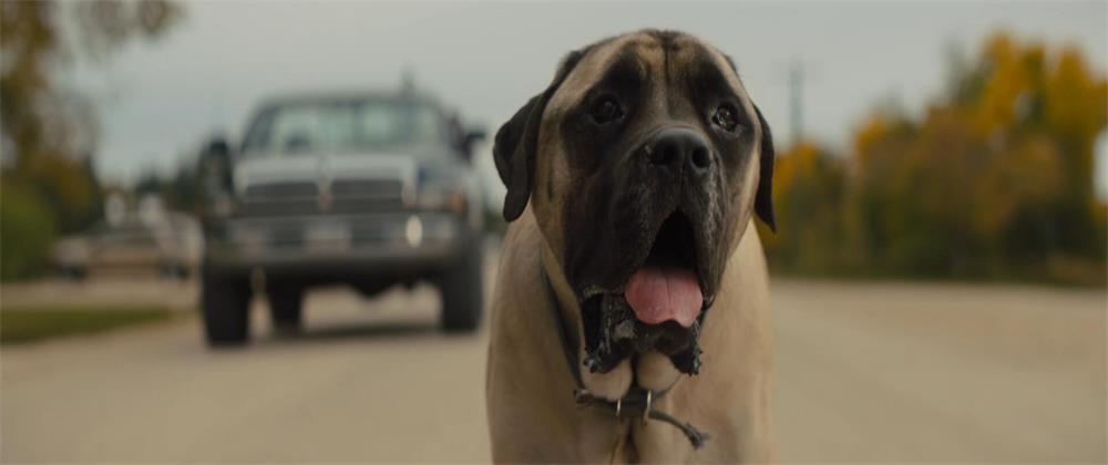 一条狗的使命2贝利最后去哪,一条狗的使命2伊森再次认出贝利