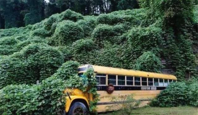 葛根在美国泛滥成灾,入侵美国的葛藤