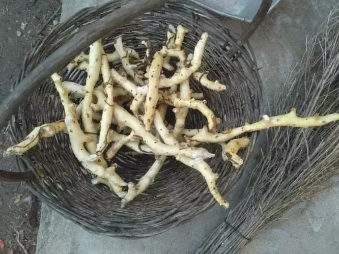 那些让你意想不到的中药名称,容易混淆的中药名称