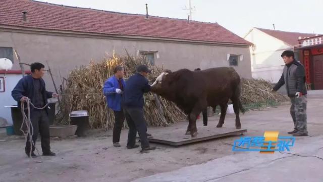 牛肉批发价最新价格,牛肉价格补贴最新消息