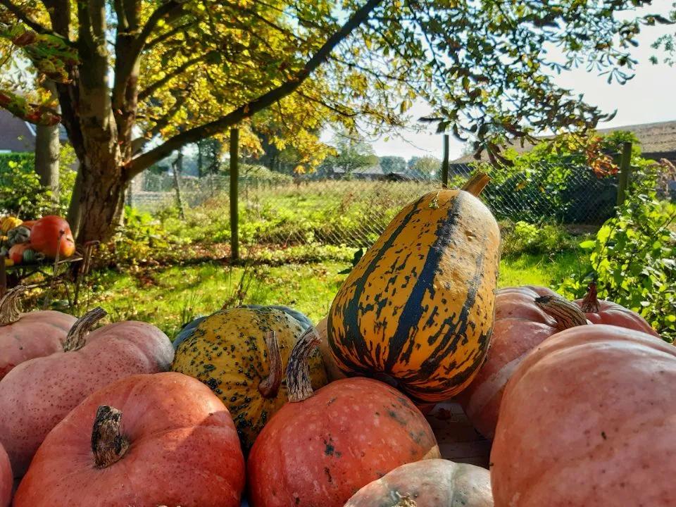 荷兰人身体素质,荷兰人素质怎么样