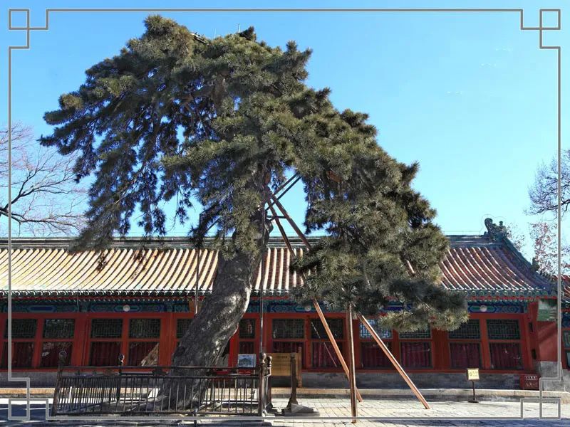 「内部泄密」最近一个月成交量最高的十大树种排行榜