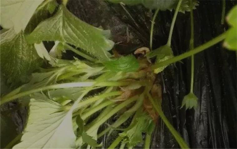 草莓新芽枯病,草莓叶子皱缩焦枯