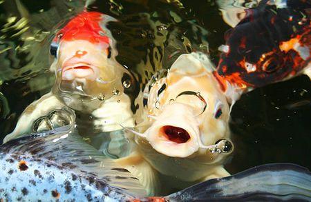 养鱼这么多年，是否还在为流量扬程排气量等困扰？