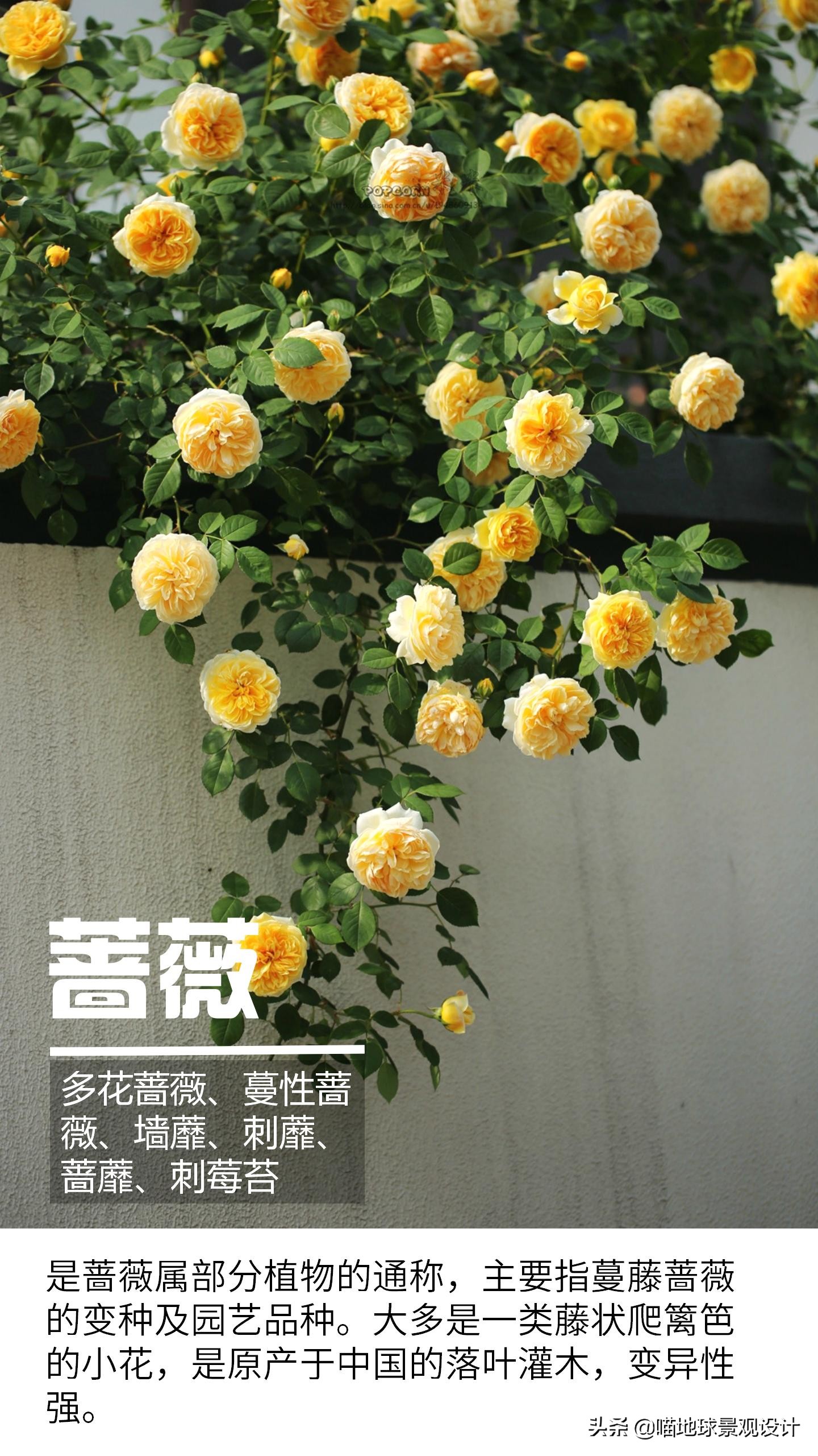 意大利常见的爬藤植物,25种爬藤植物