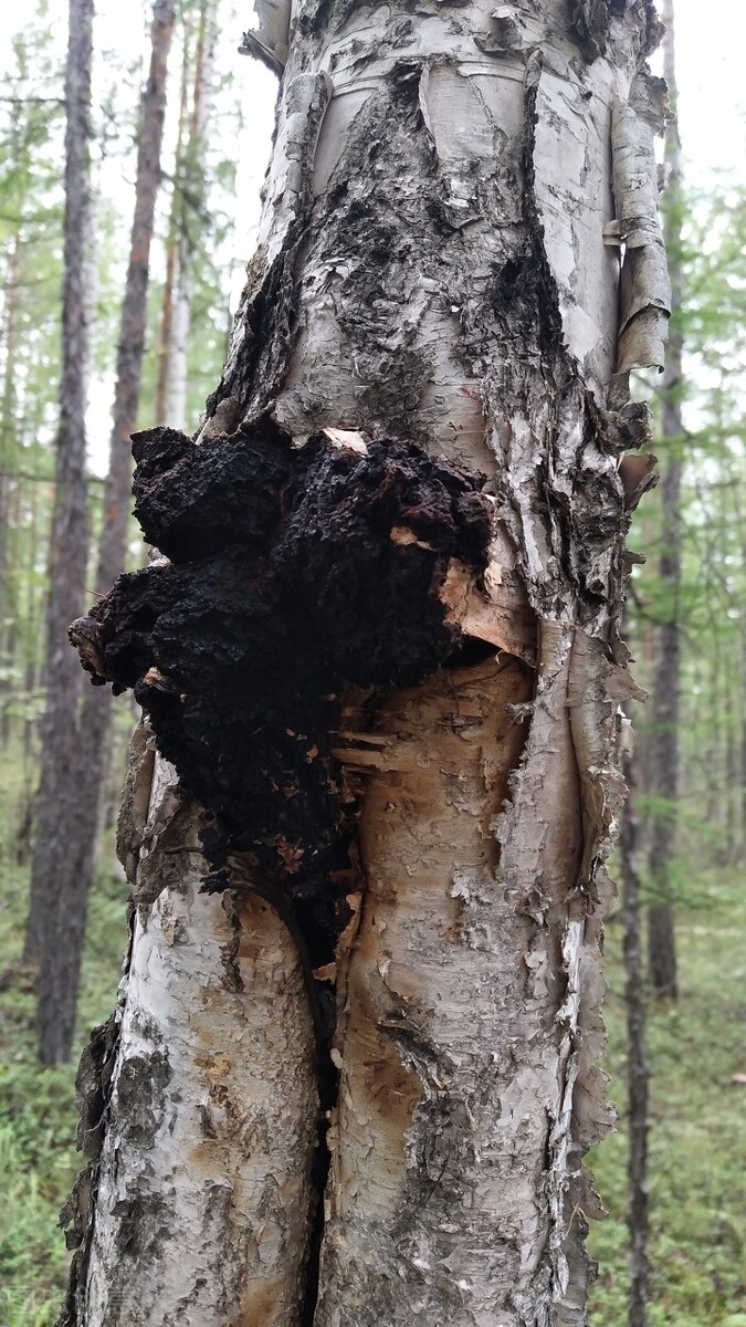 最好的桦树茸有哪些,关于桦树茸的视频