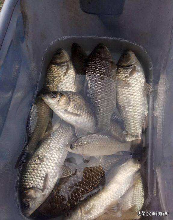 野战蓝鲫主要钓什么,蓝鲫实战野钓