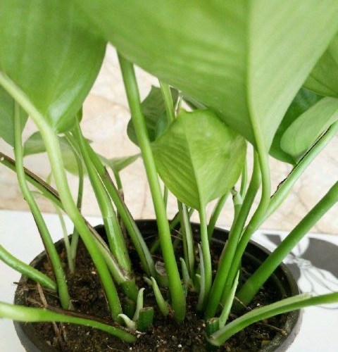 绿萝冻伤叶子发黄怎么救,绿萝叶子冻伤掉完了就剩藤条了