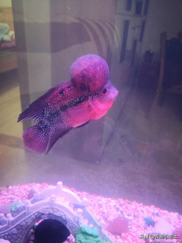 罗汉鱼颜色发黑是什么原因,罗汉鱼身体发黑用什么药治疗