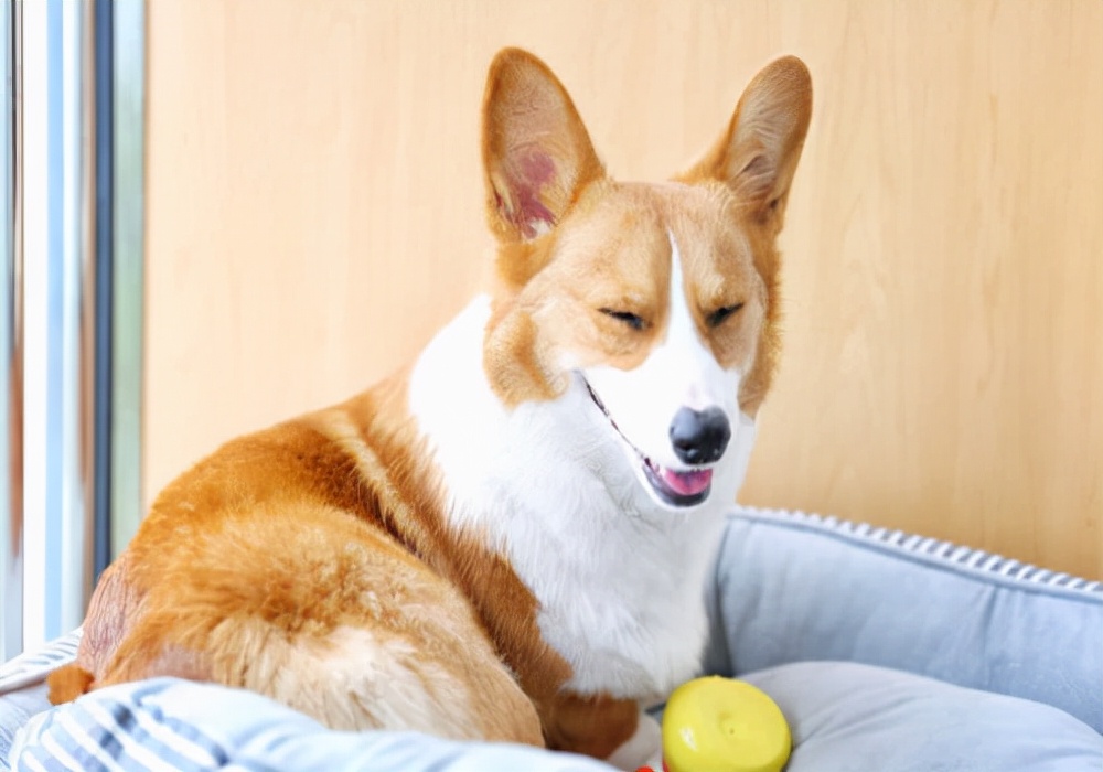 养狗狗经验,养宠经验狗狗补钙需要几天见效