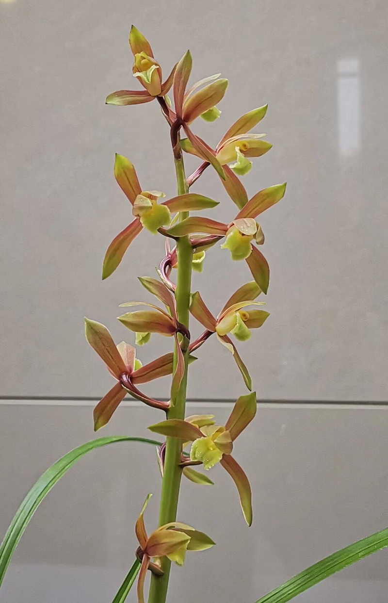 兰花浇水用自来水,兰花浇水加白醋还是陈醋