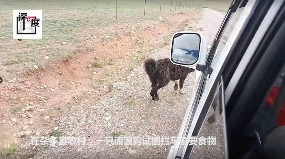 藏獒破灭高原上万流浪狗成灾,藏獒泡沫往事从东方神犬到流浪狗