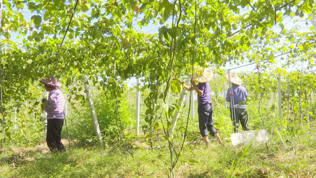 致富有道︱小小黄金百香果，托起乡村“致富梦”
