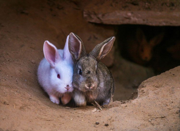 4个月的养殖兔不吃东西怎么办,养兔不喝水怎么办