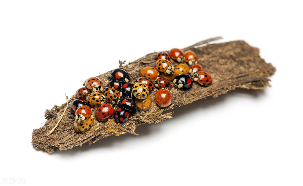 我不是害虫！灭虫高手还是入侵物种？五彩斑斓的异色瓢虫