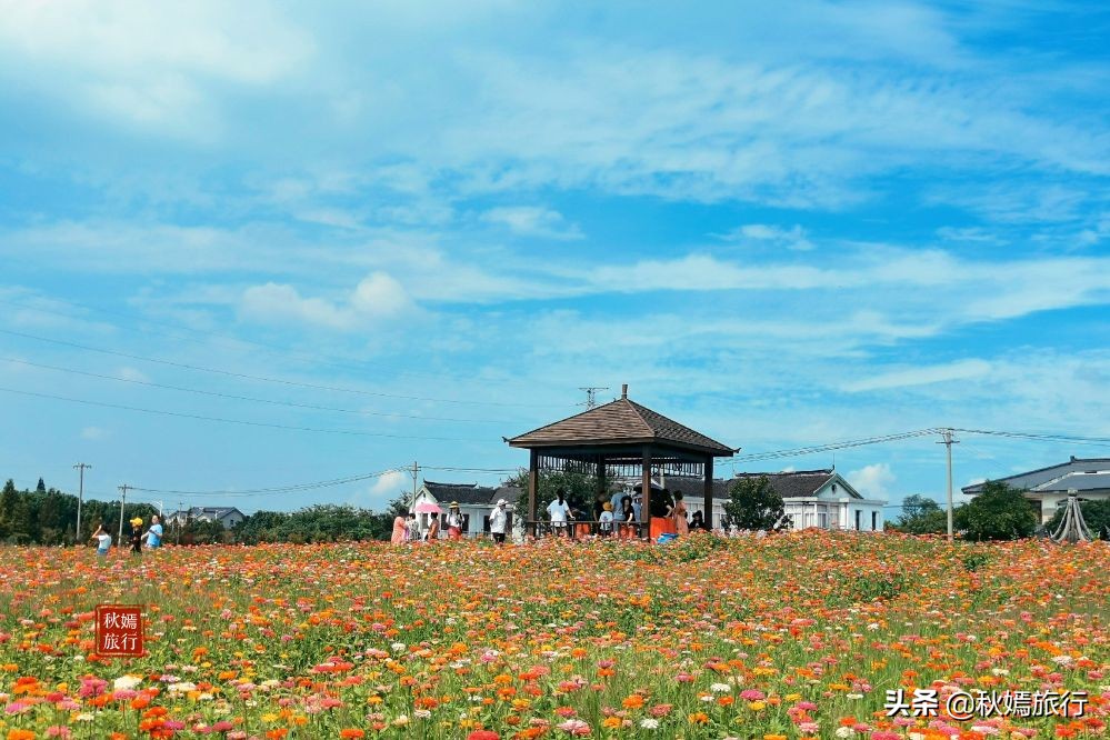 常熟粉黛花海景点,常熟市油菜花田