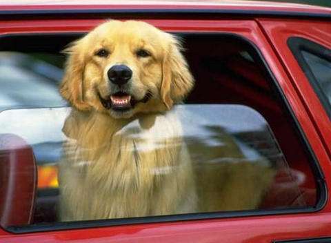 训练宠物狗听话的诀窍,狗狗害怕该怎么做视频