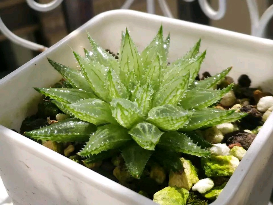 买回来的多肉越养越绿怎么回事,买回来的多肉几天就蔫了