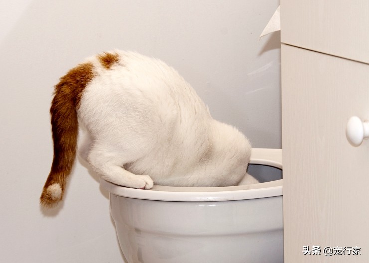 为什么猫咪喜欢去厕所喝下水道水,猫为什么喜欢去厕所喝地板水