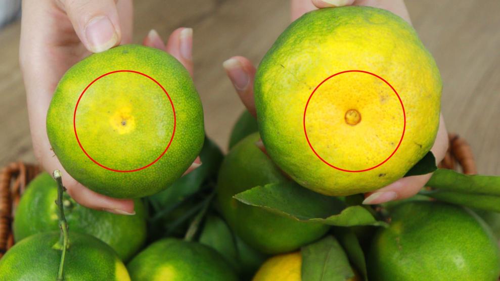 橘子甜不甜看这里就知道,橘子甜不甜看这几点