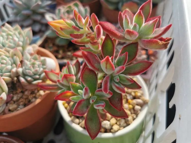 我和多肉,我与多肉