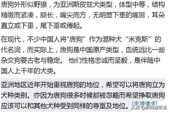 这才是真正的中华田园大黄犬,真正的中华田园犬是大黄狗吗