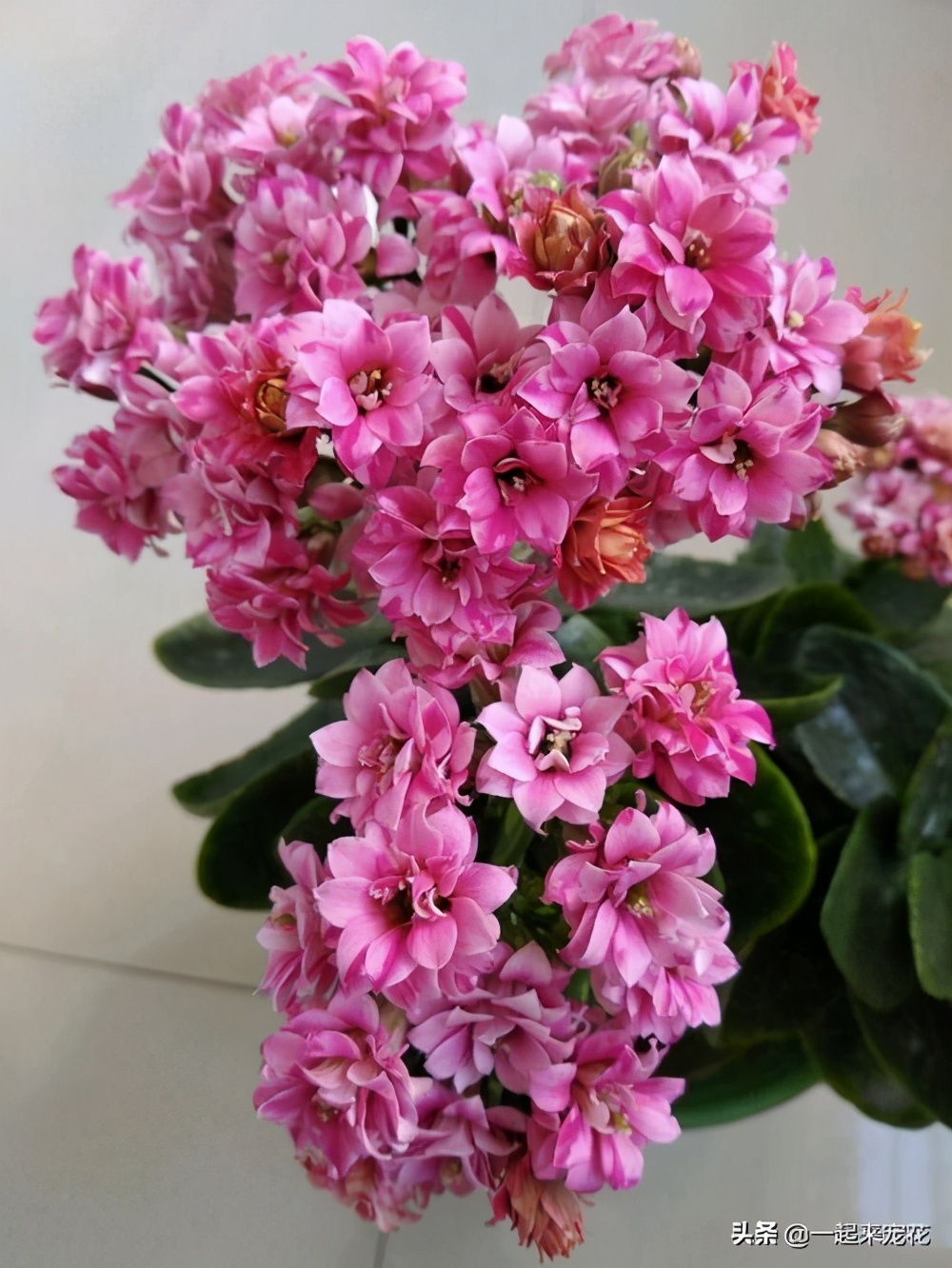 家里养花最好养什么品种的,家里养花用什么花盆好