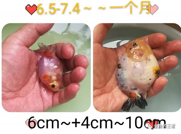 养功考试1个月，20条鱼的前后成长对比，变化太惊艳了
