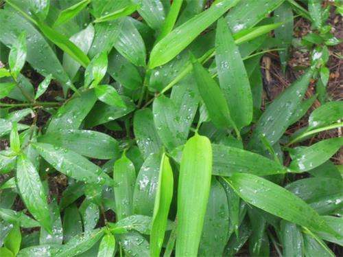 夏至下雨天适合喝的养生茶,夏天养生茶凉茶怎么喝好喝一点