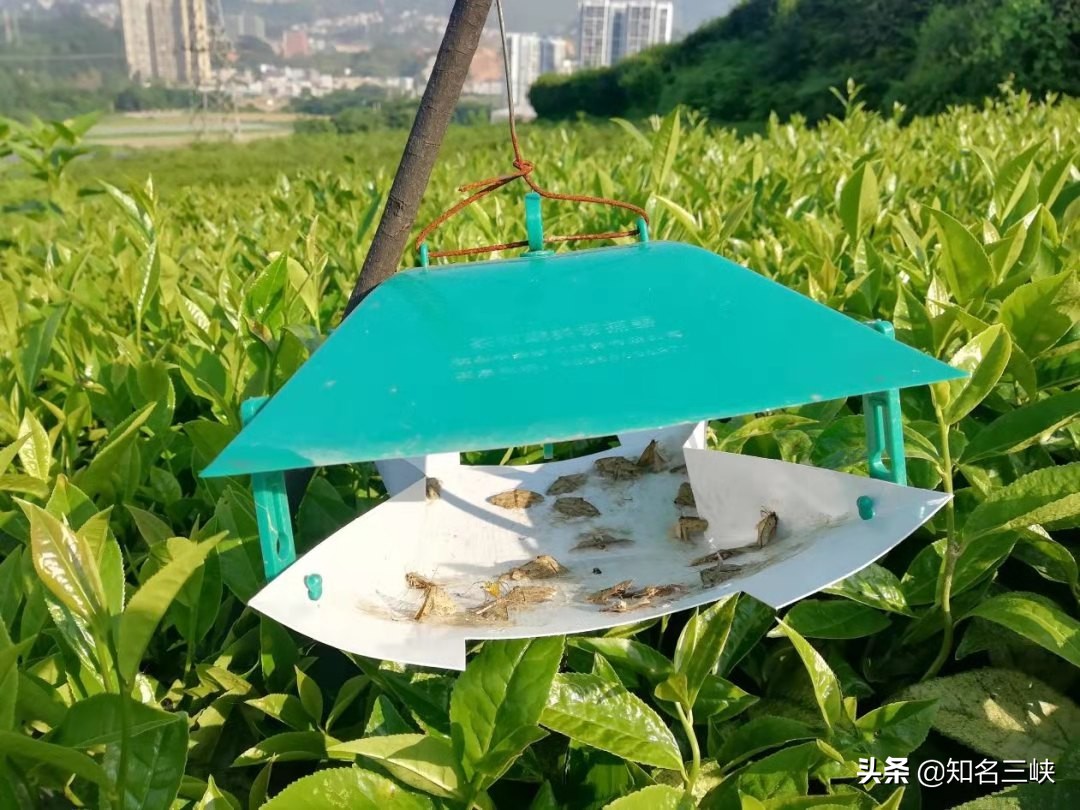 摘春茶的正确方法,又到春茶采收季