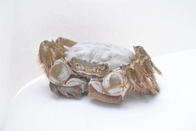 教您几招挑选螃蟹的妙招,怎么选螃蟹的正确方法和技巧