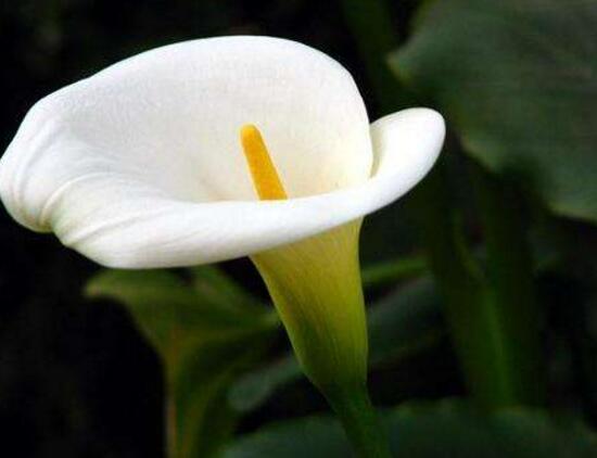 马蹄莲品种及图片欣赏大全,马蹄莲的品种及名称图片大全