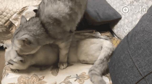 猫在啪啪啪的时候，也有快感吗？