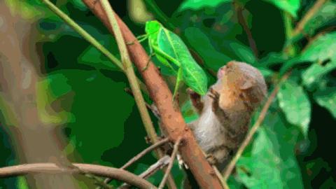 豆瓣9.6！娃刷到停不下来，还能看出人生大道理