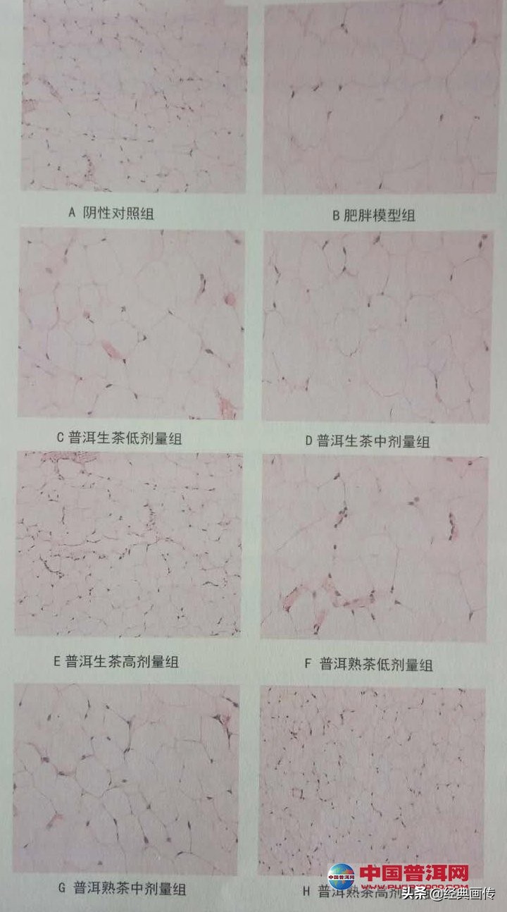 苹果普洱茶能减肥吗,普洱茶可以减肥降压