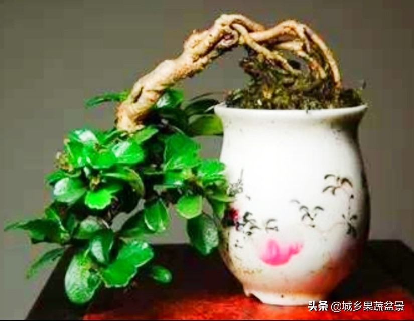 三十多年经验教你制作掌上树桩盆景，形态小巧，造型玲珑别致