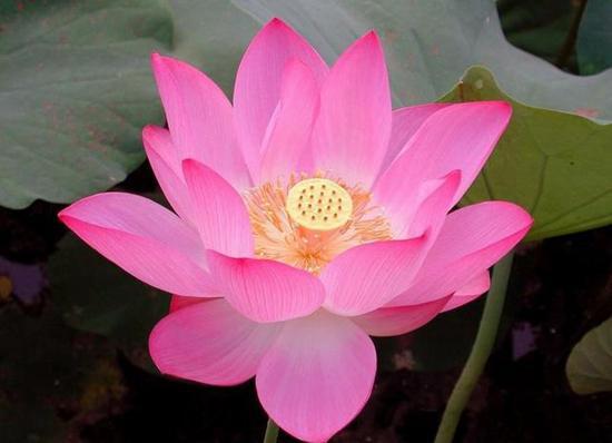 用荷花种子种植怎样让当年开花,荷花碗莲种下去多少天才能开花呢