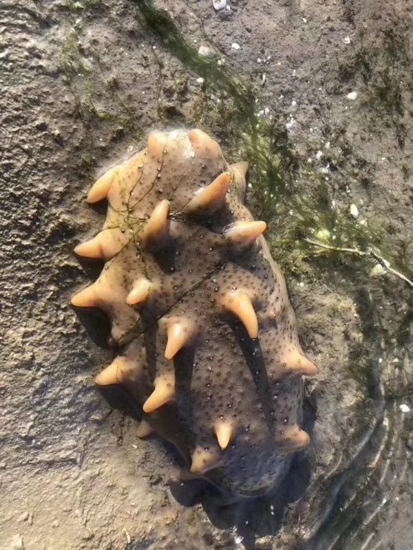 网上的海参为什么那么便宜,为什么网上的海参那么便宜