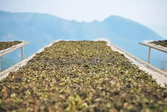 白茶有青味有什么危害,白茶臭青