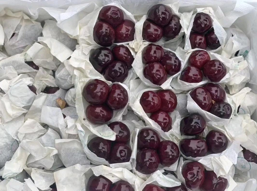 大樱桃裂果病防治,大樱桃树裂果怎么治