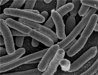 mmo培育教学,mug培养基使用说明书